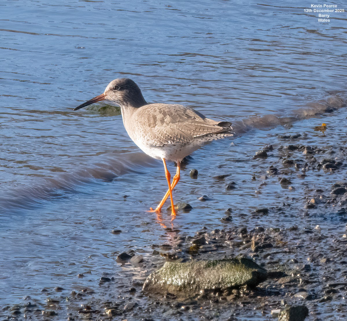 vodouš rudonohý - ML646826187