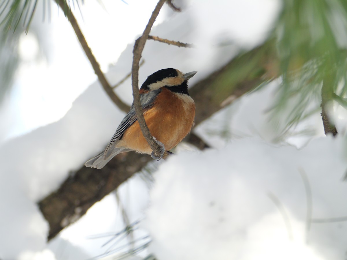 Varied Tit - ML646826189