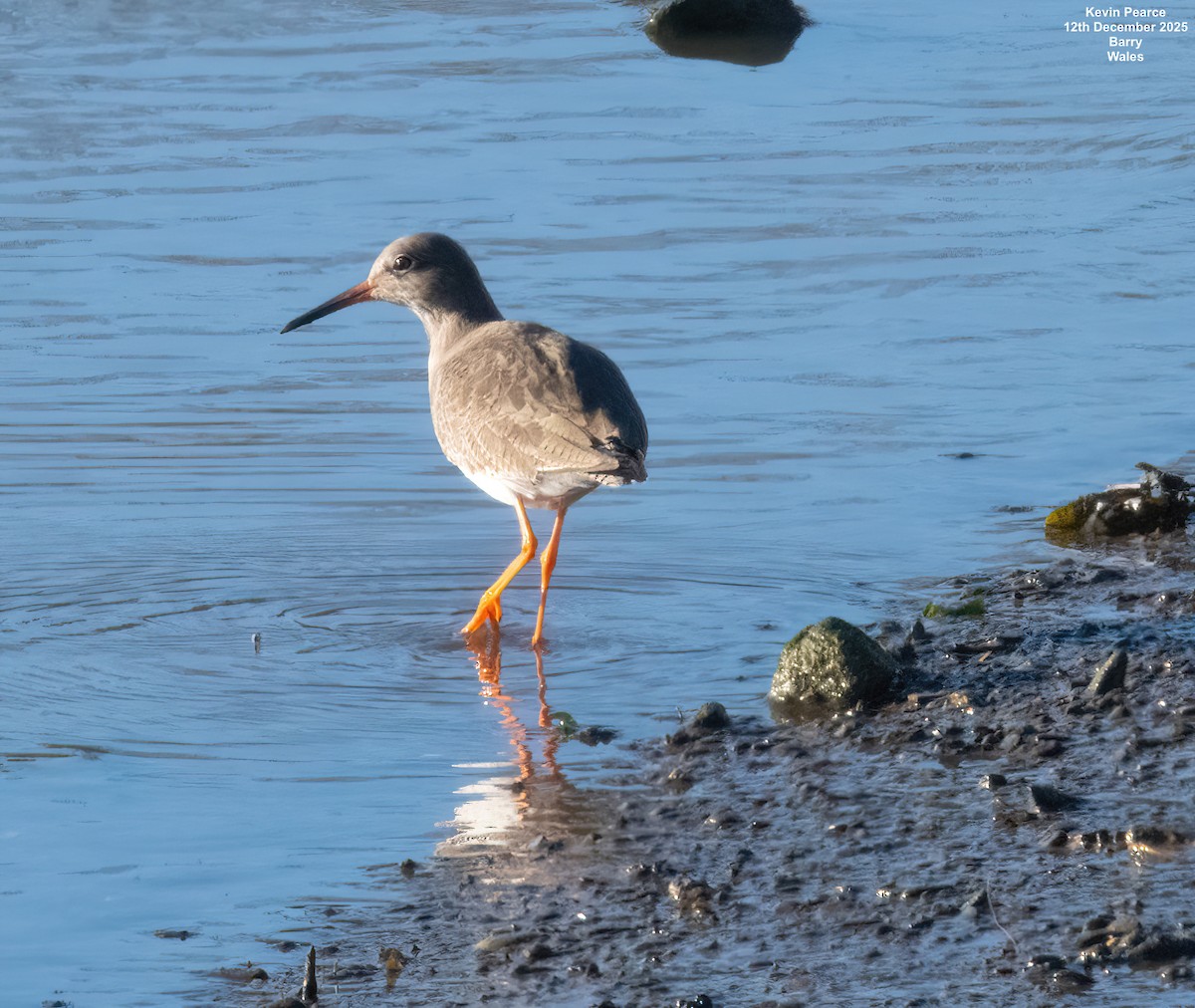 vodouš rudonohý - ML646826190