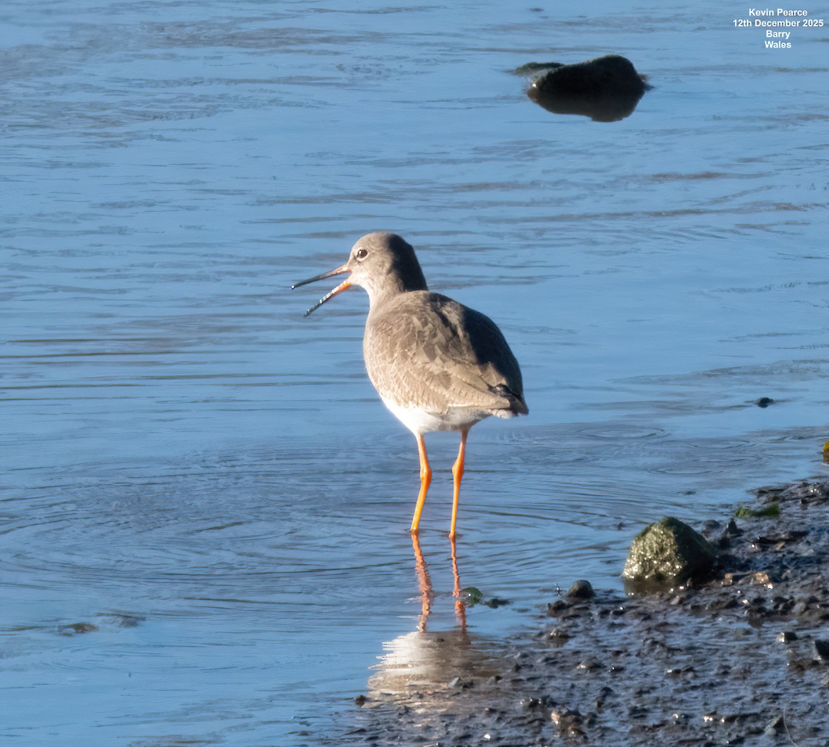 vodouš rudonohý - ML646826191