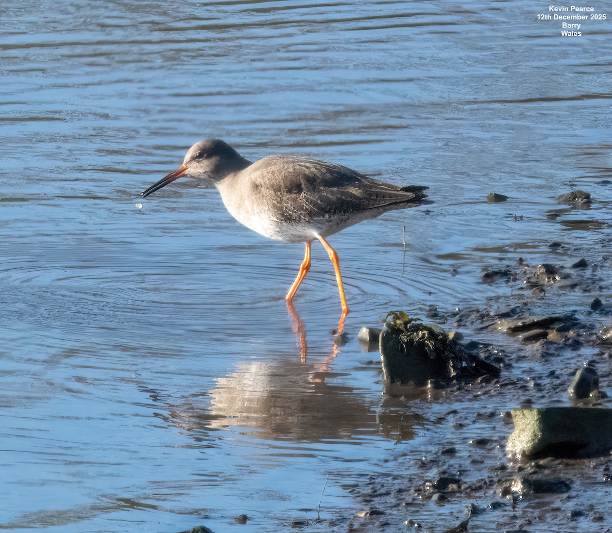 vodouš rudonohý - ML646826192