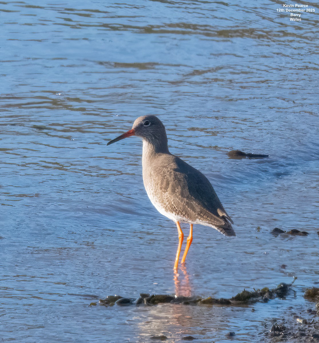 vodouš rudonohý - ML646826193