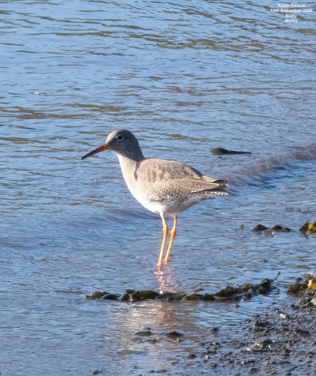 vodouš rudonohý - ML646826194