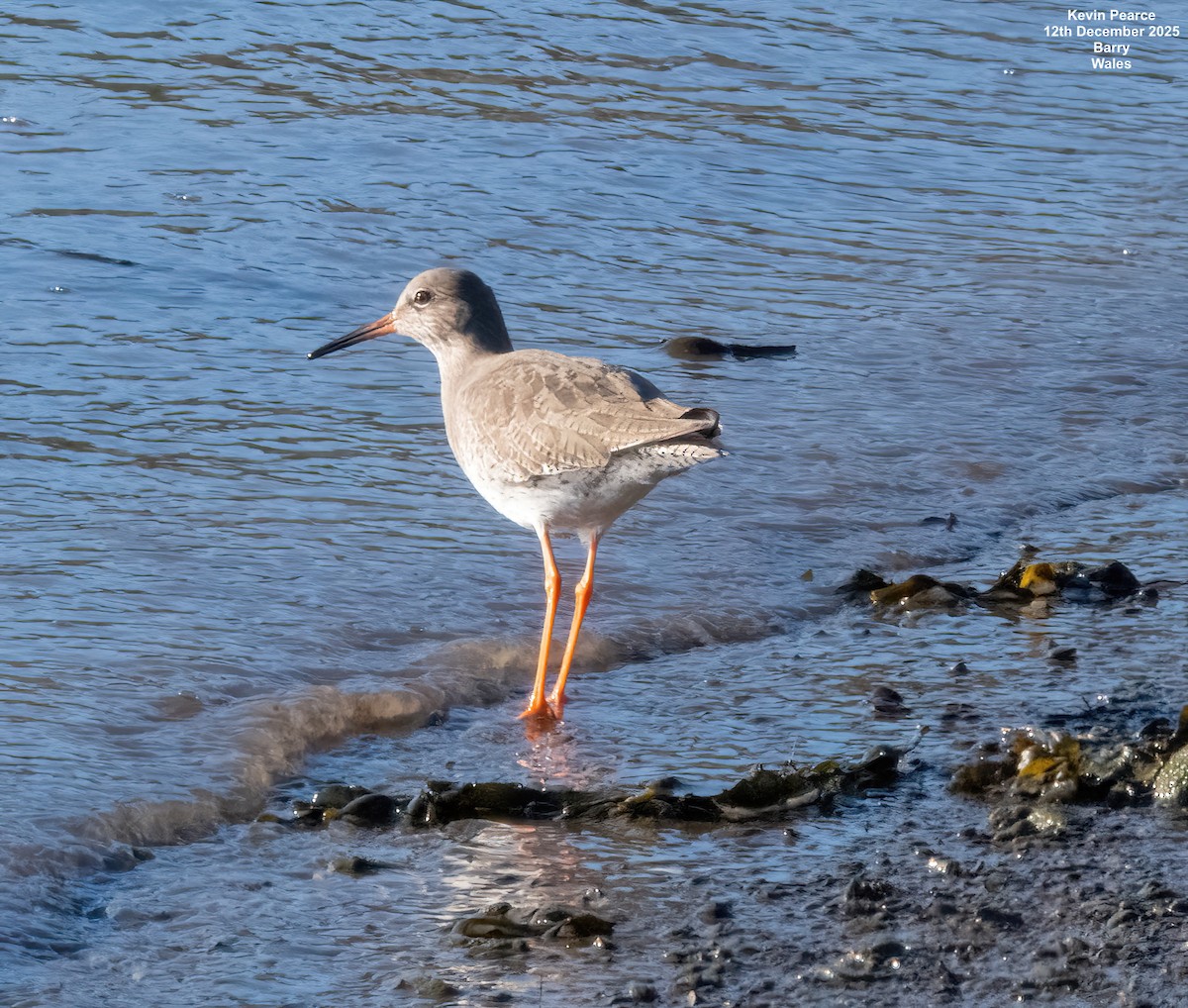 vodouš rudonohý - ML646826195