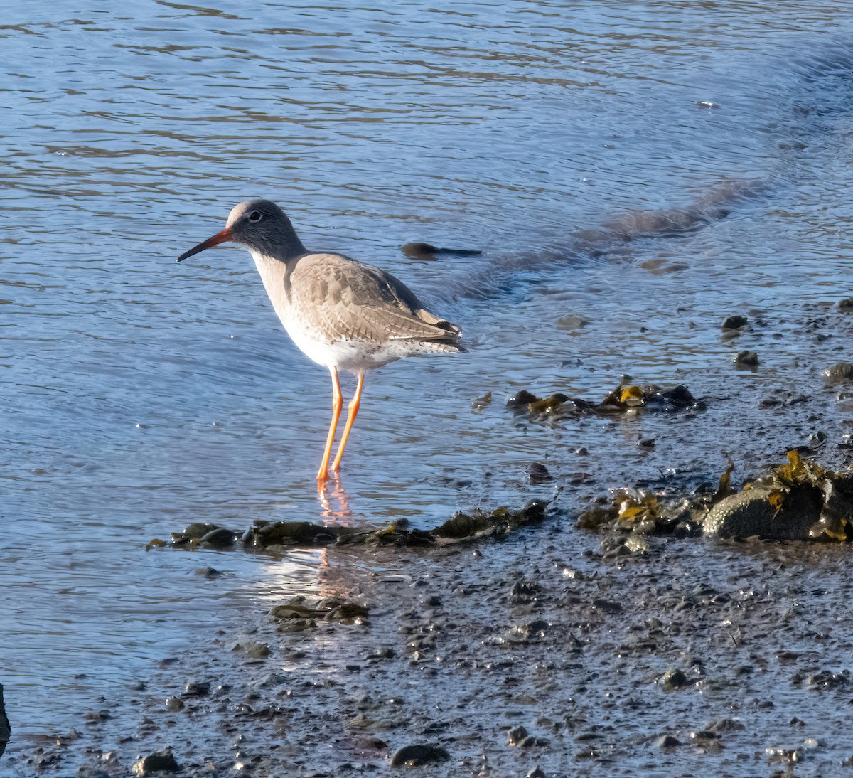 vodouš rudonohý - ML646826196