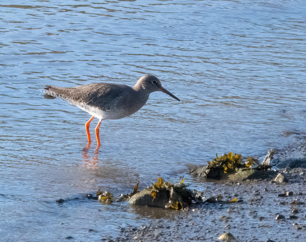 vodouš rudonohý - ML646826197