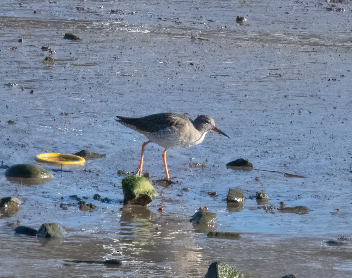 vodouš rudonohý - ML646826198