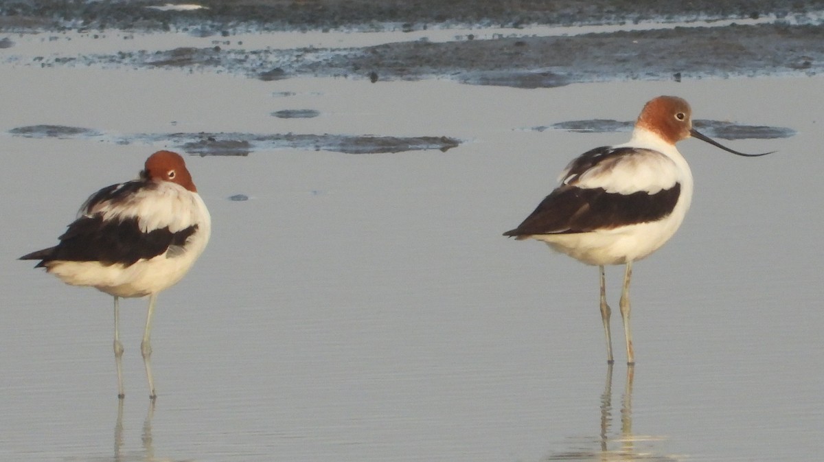 Австралийская шилоклювка - ML646826199