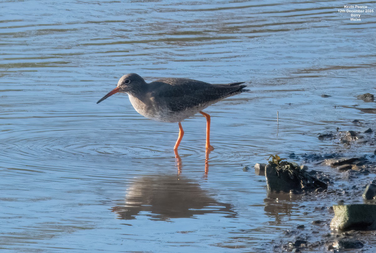 vodouš rudonohý - ML646826201
