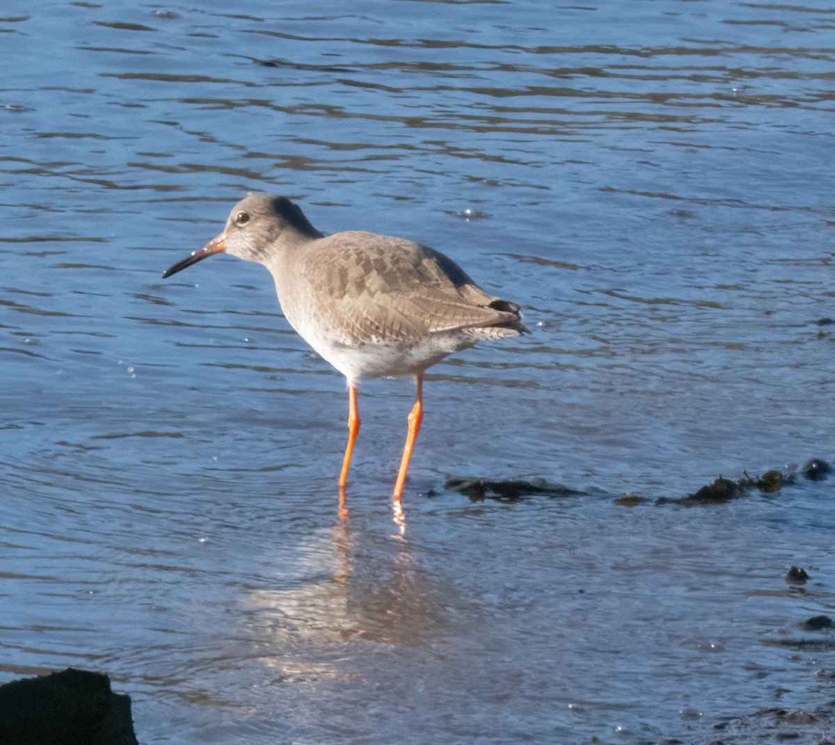 vodouš rudonohý - ML646826202