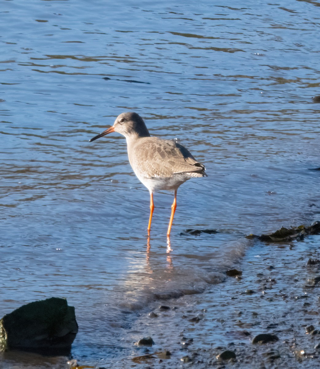 vodouš rudonohý - ML646826203