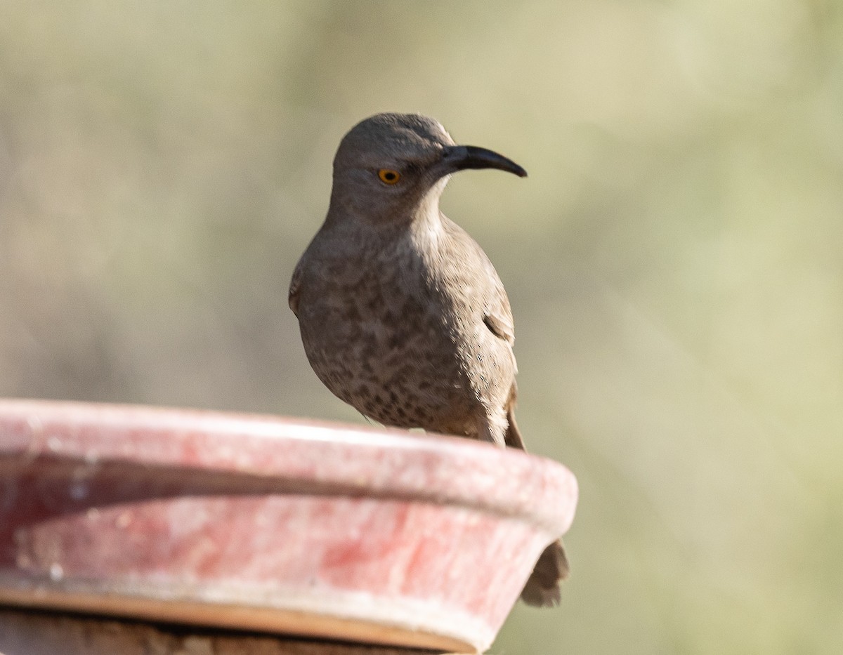 Тремблер бурий - ML646826207