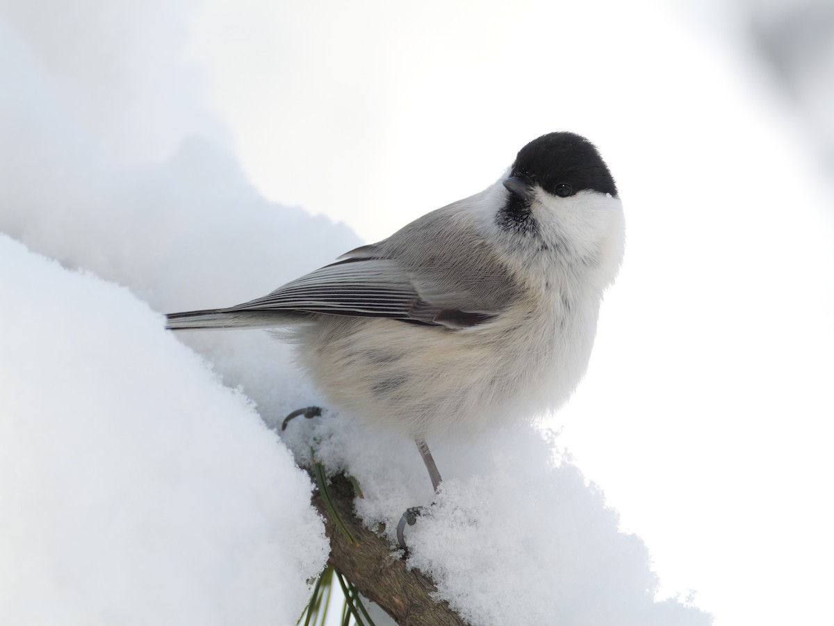 Mendi-kaskabeltza - ML646826210