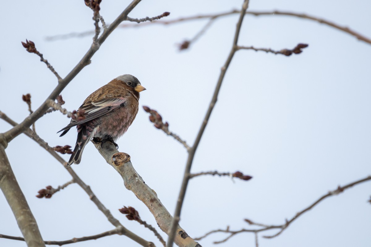 Gri Başlı Alamecek - ML646826213