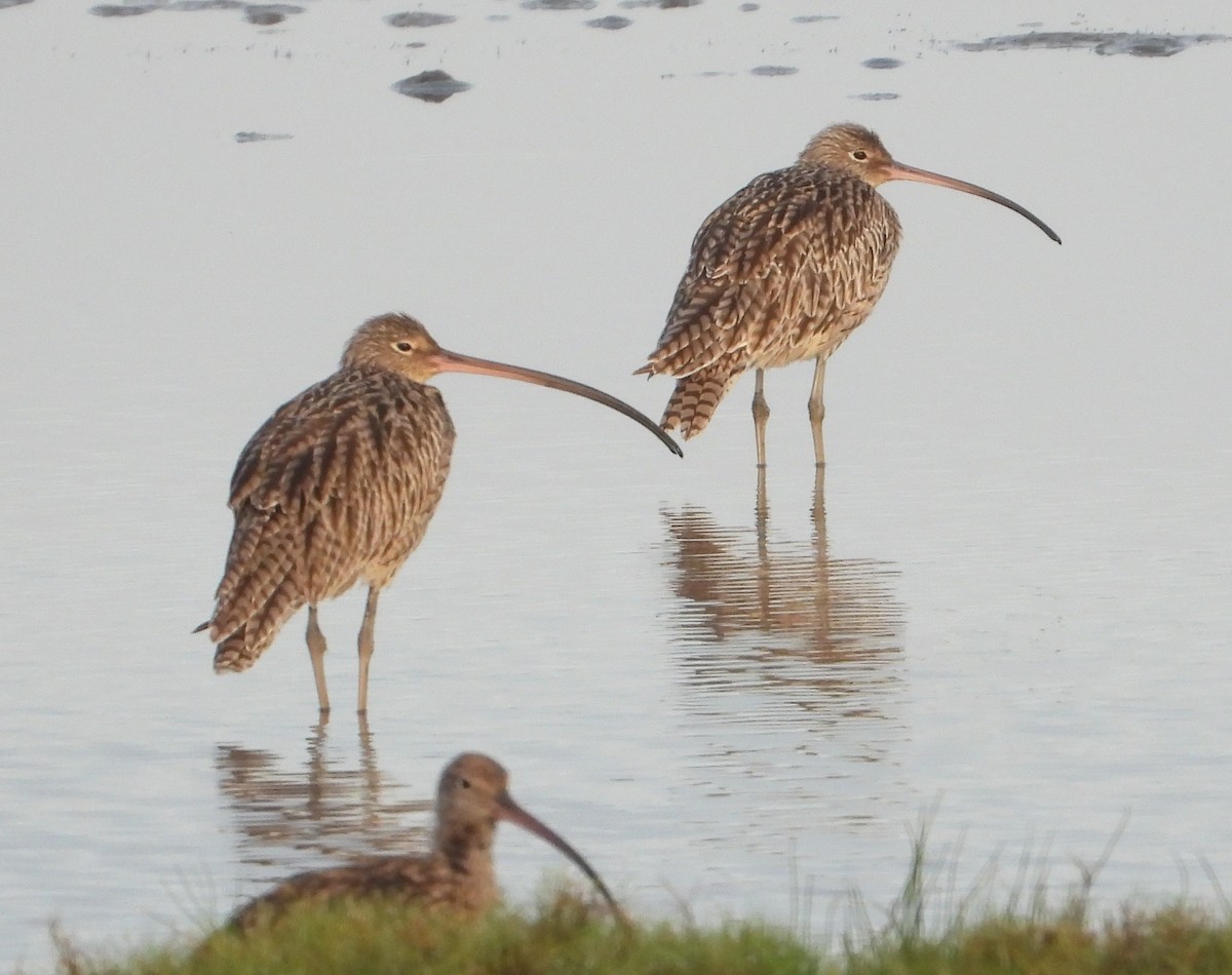 Дальневосточный кроншнеп - ML646826214