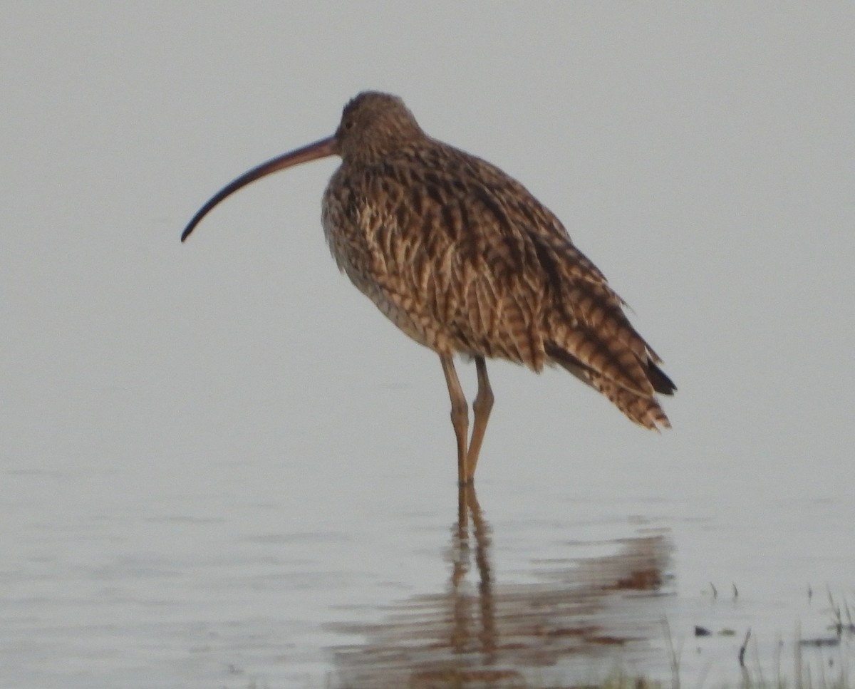 Дальневосточный кроншнеп - ML646826215