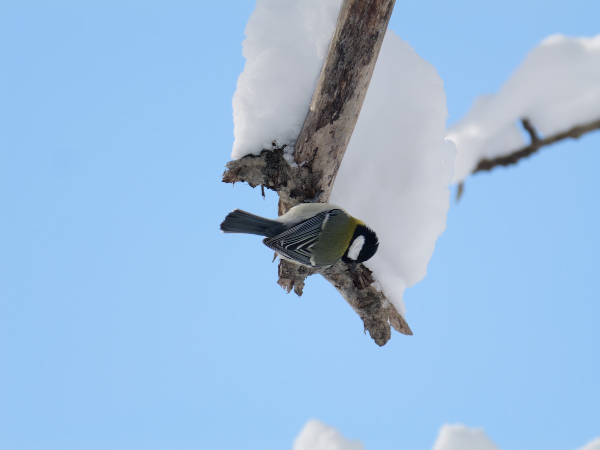 Asian Tit - ML646826216