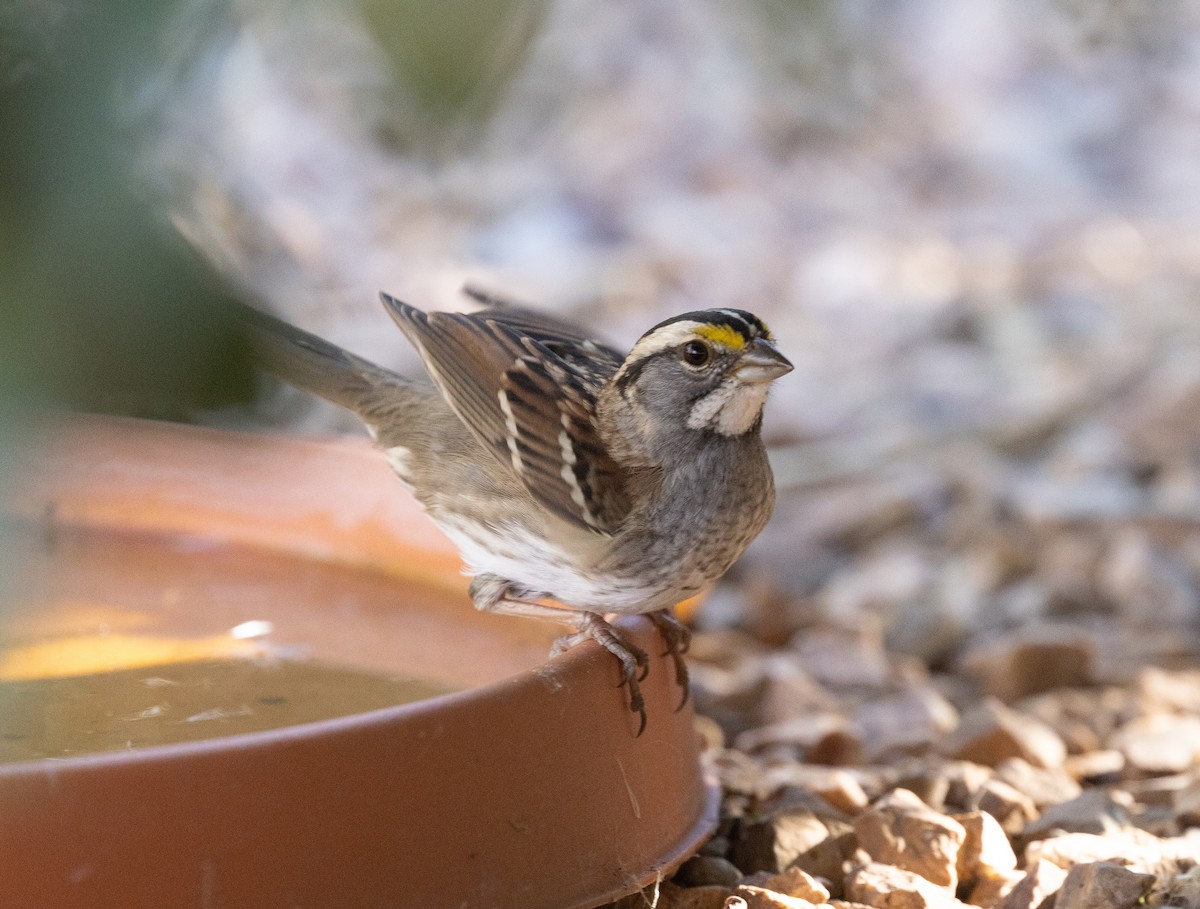 Chingolo Gorjiblanco - ML646826217
