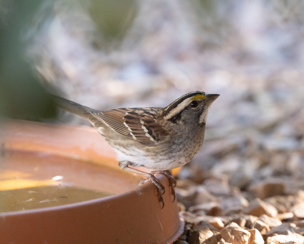 Chingolo Gorjiblanco - ML646826218