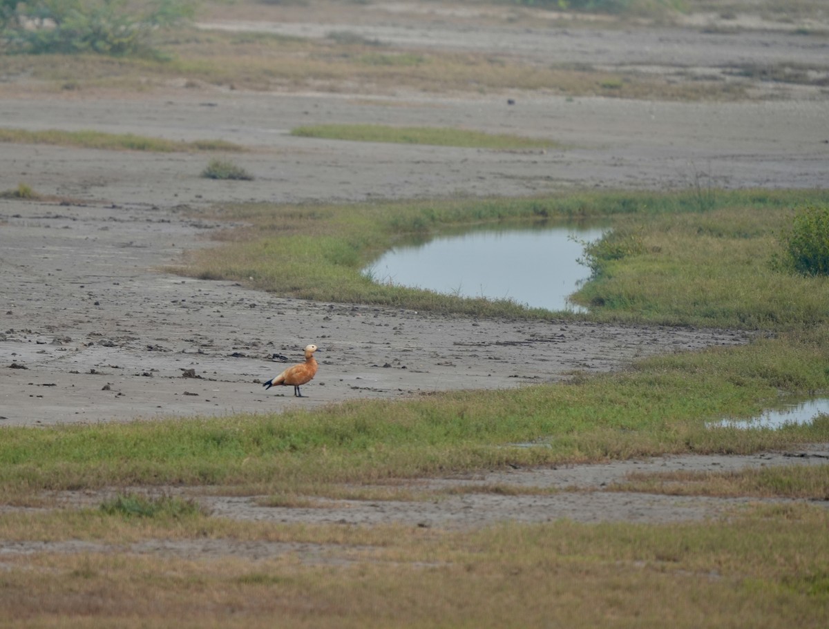 rustand - ML646826225