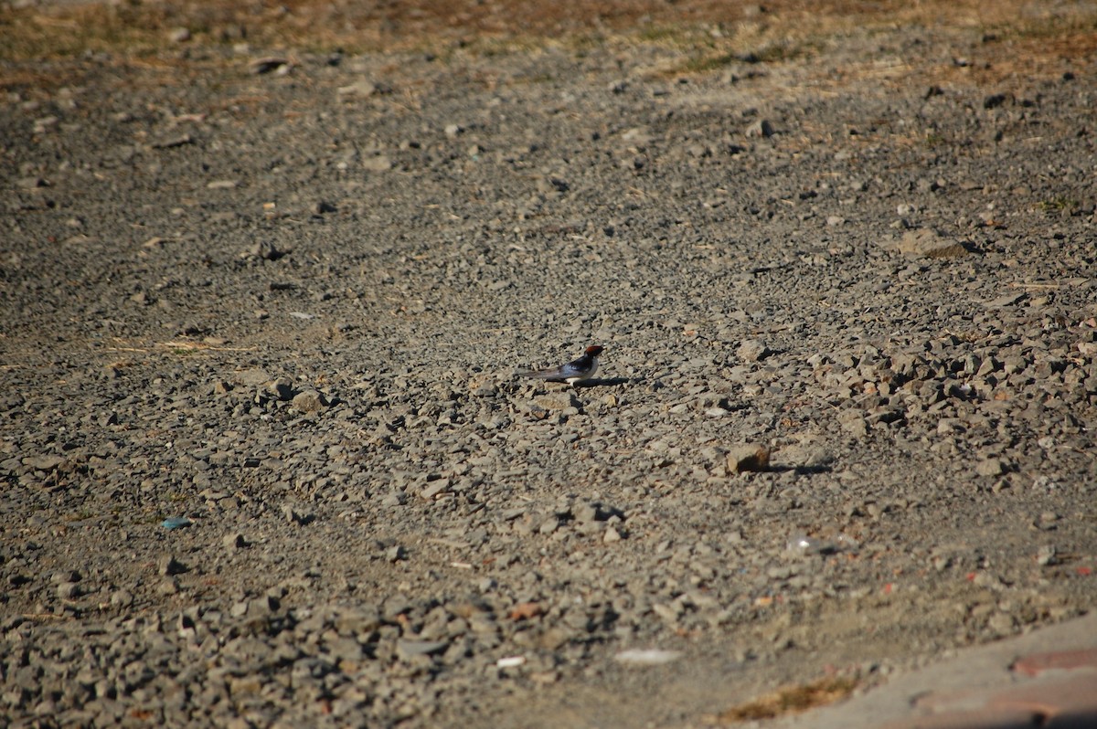 Wire-tailed Swallow - ML646826227