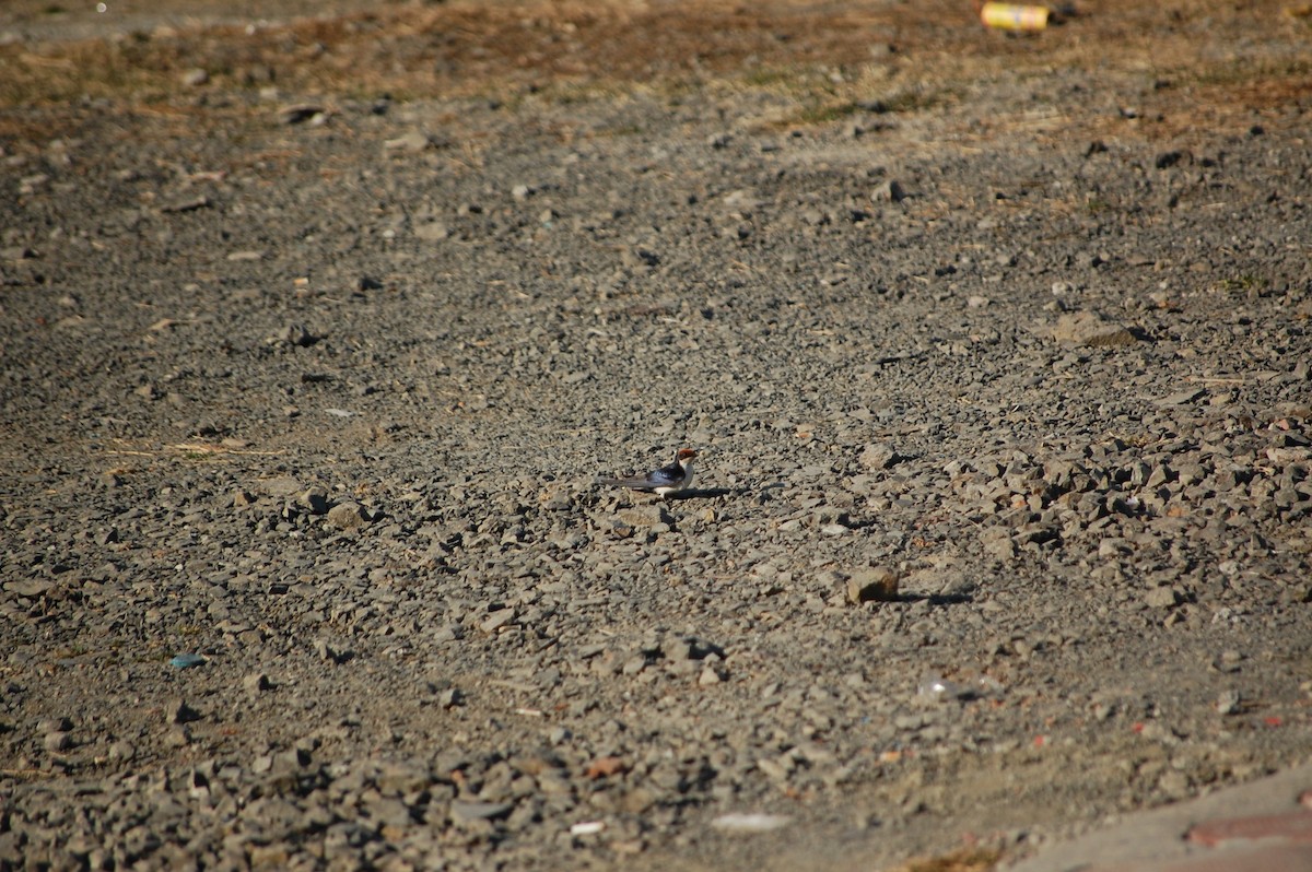 Wire-tailed Swallow - ML646826228