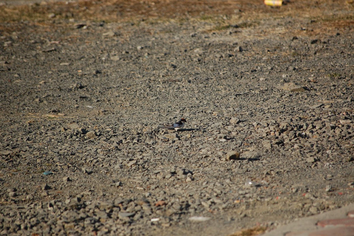 Wire-tailed Swallow - ML646826229