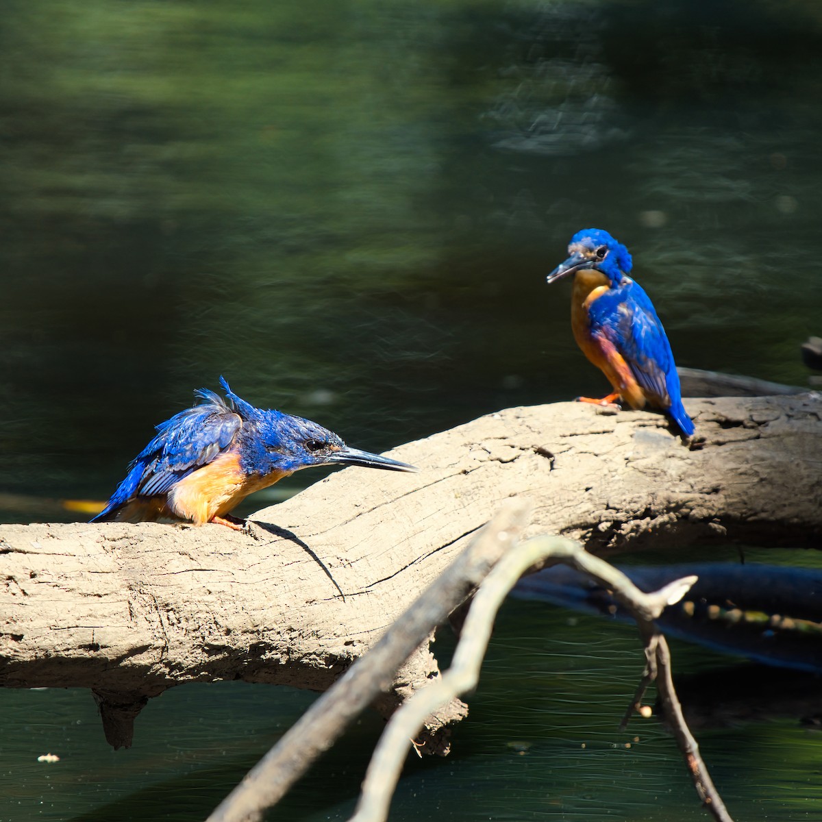 Martín Pescador Azur - ML646826232