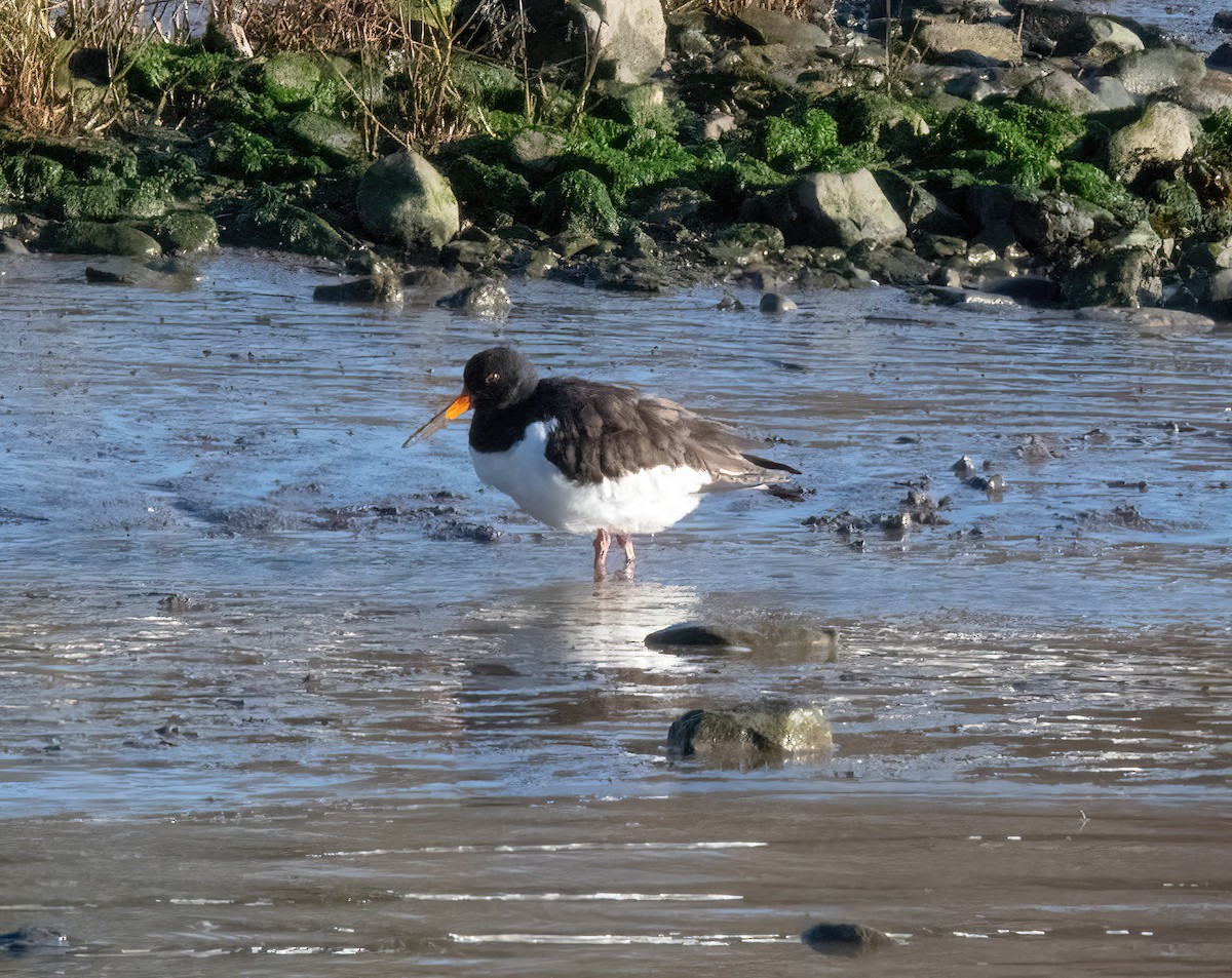 ústřičník velký - ML646826237