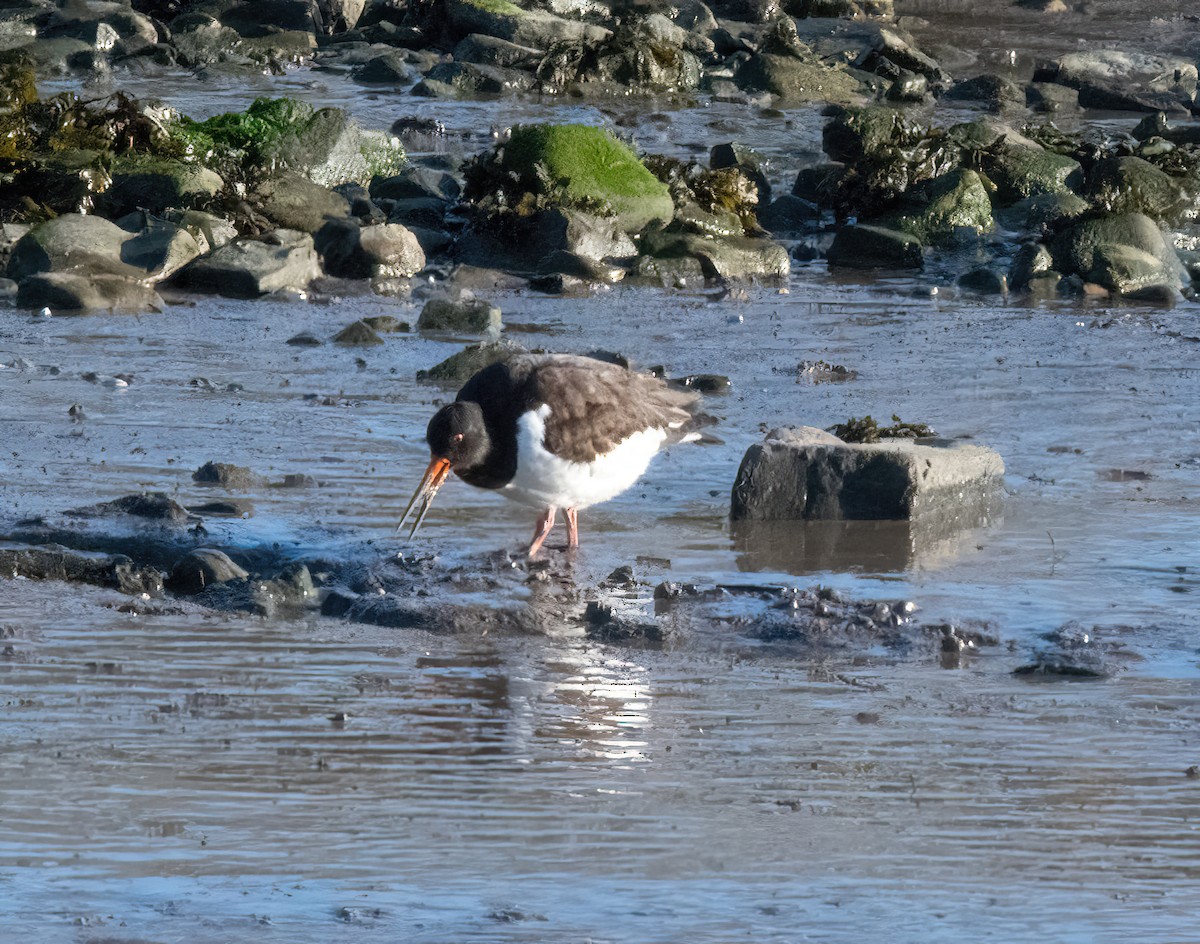 ústřičník velký - ML646826238