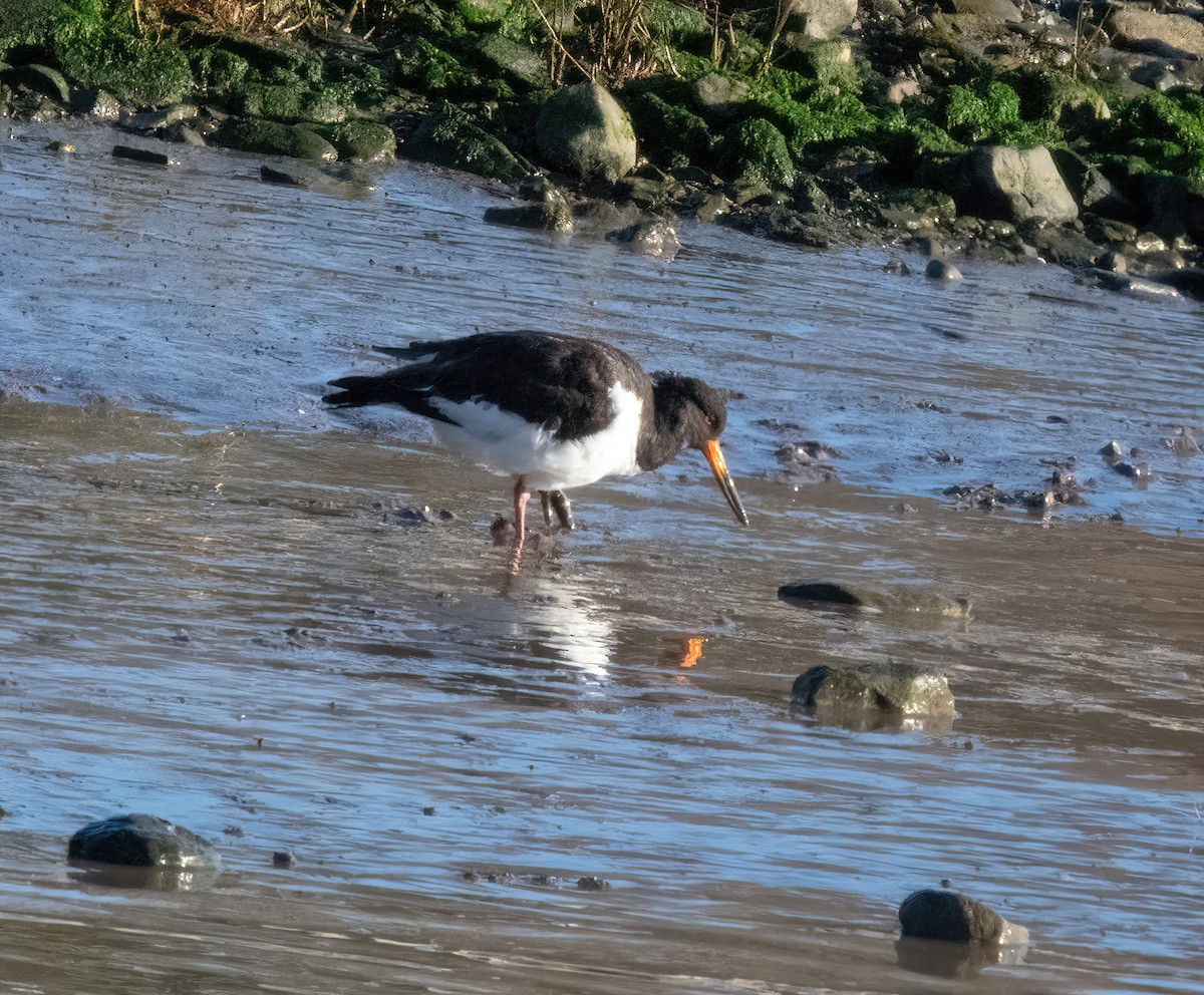 ústřičník velký - ML646826240