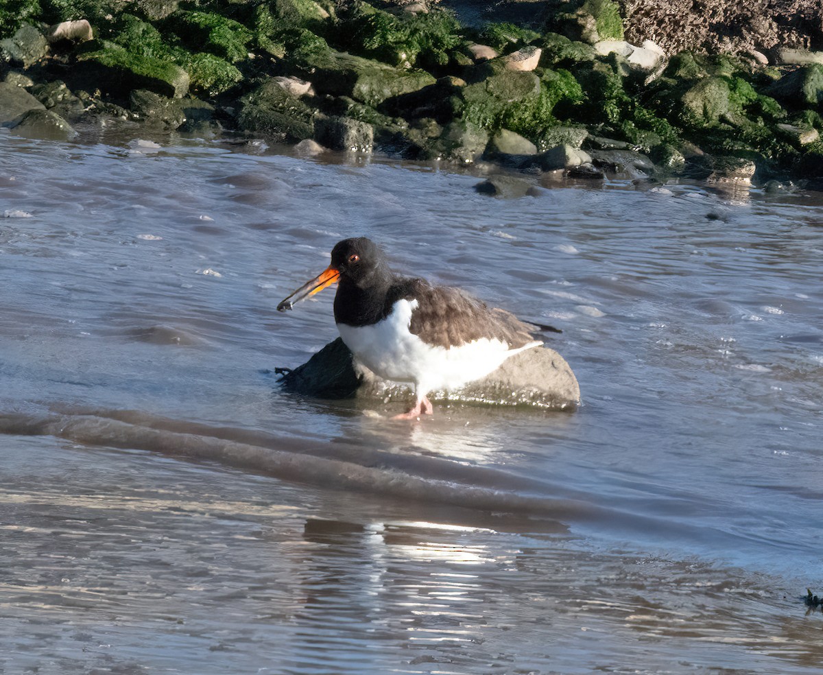 ústřičník velký - ML646826241