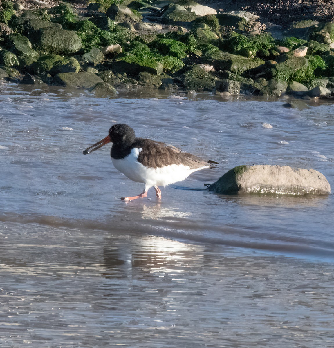 ústřičník velký - ML646826242