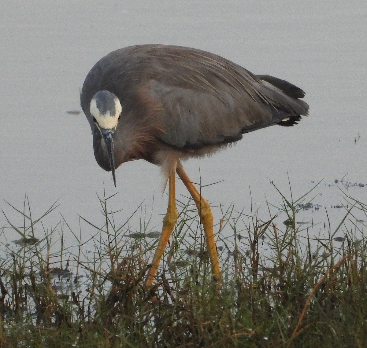 Белолицая цапля - ML646826243