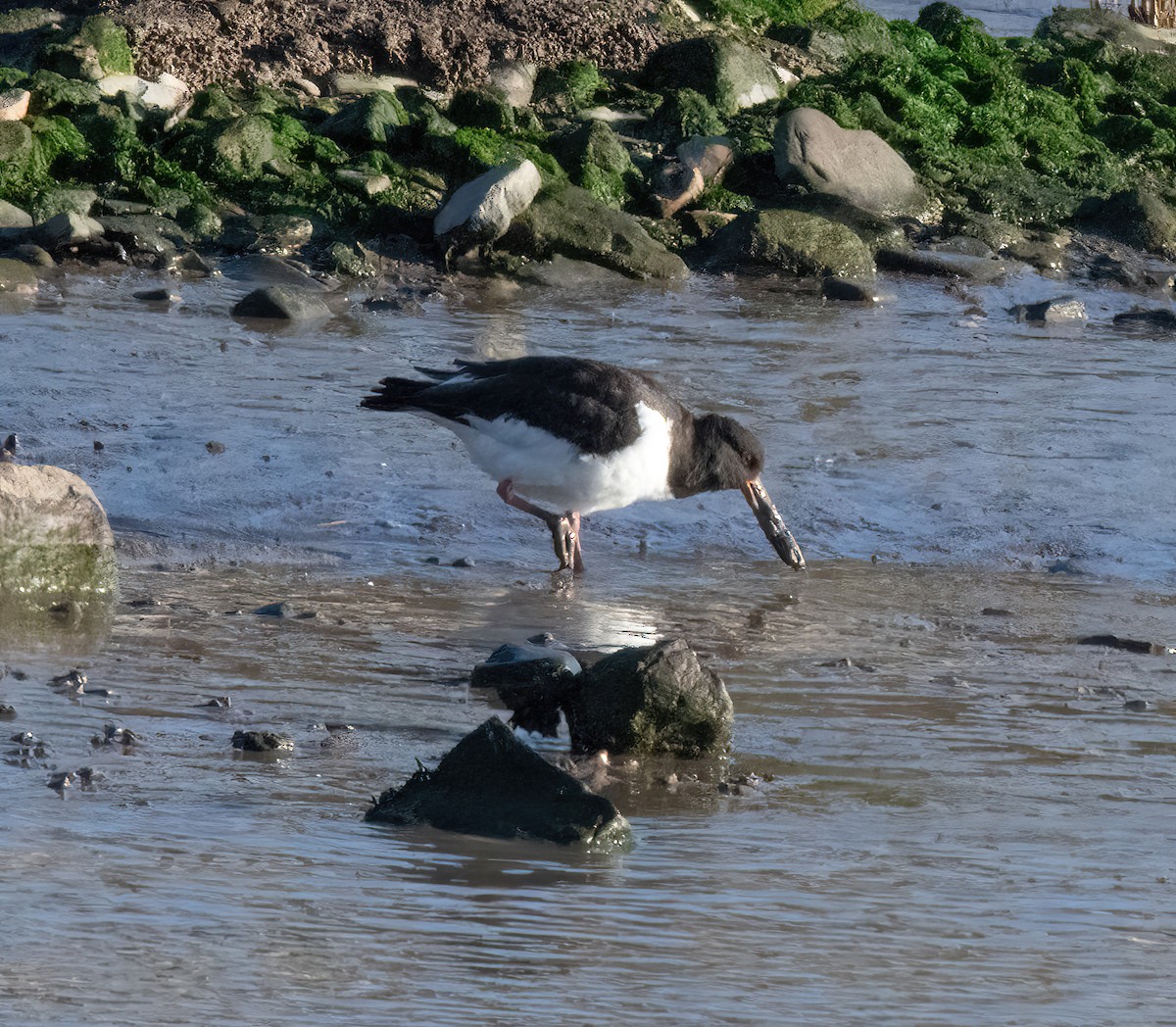 ústřičník velký - ML646826244