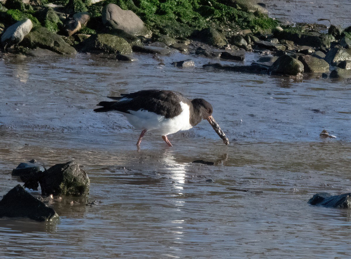 ústřičník velký - ML646826247