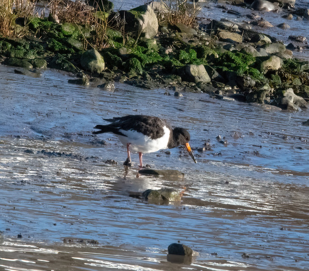 ústřičník velký - ML646826248