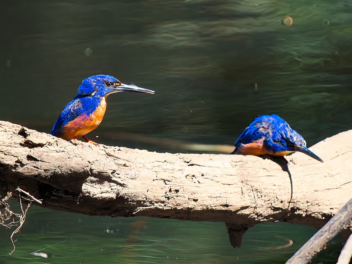 Martín Pescador Azur - ML646826251