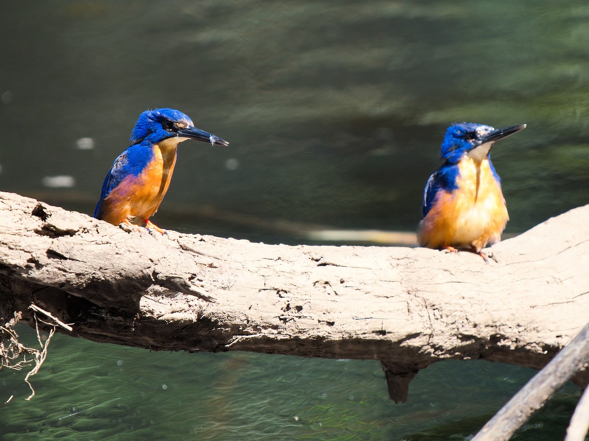 Martín Pescador Azur - ML646826255