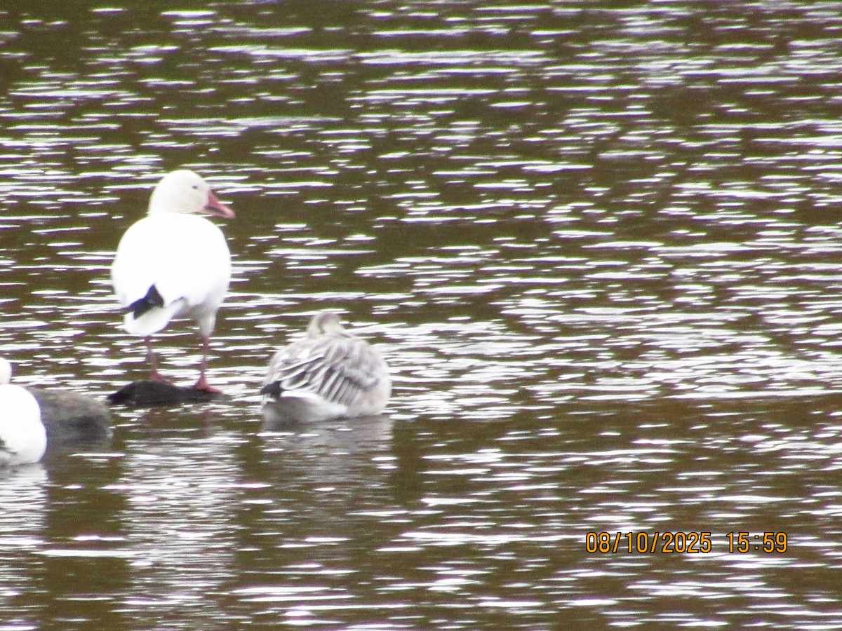 Snow Goose - ML646826258