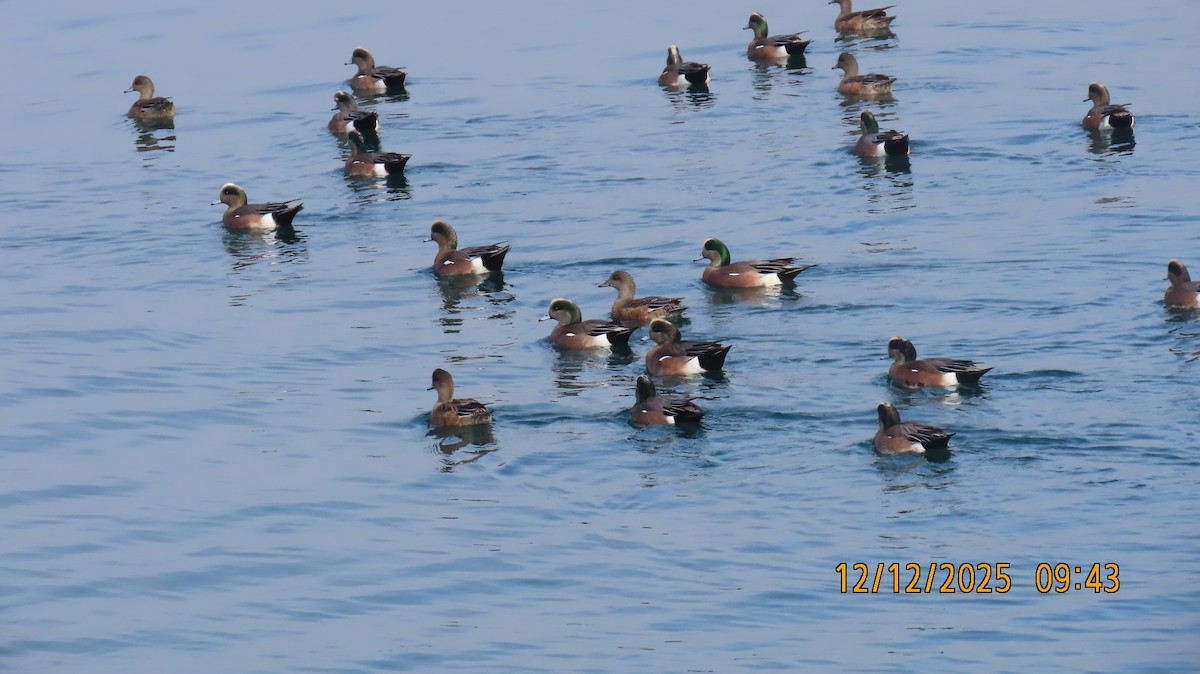 Canard d'Amérique - ML646826259