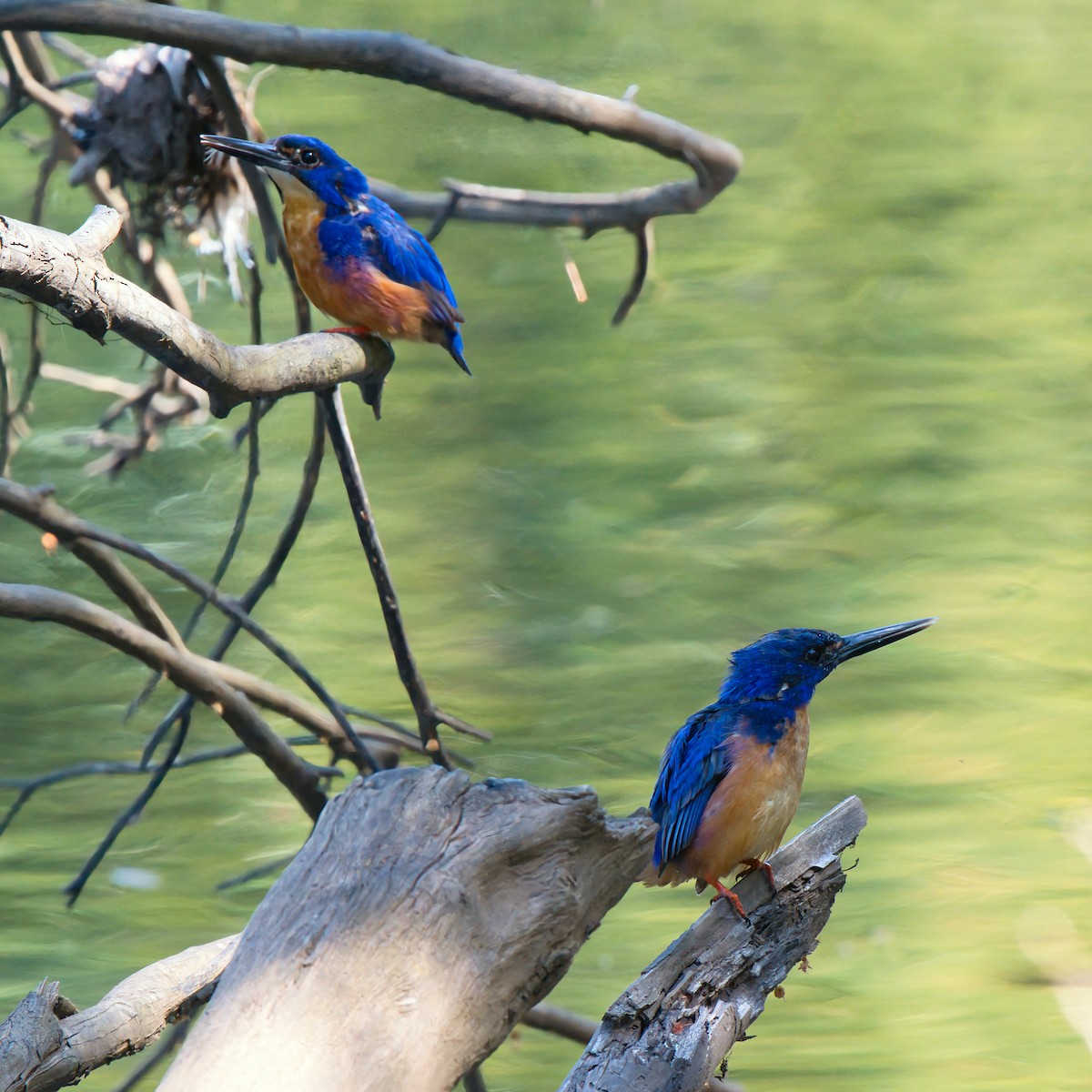 Martín Pescador Azur - ML646826260