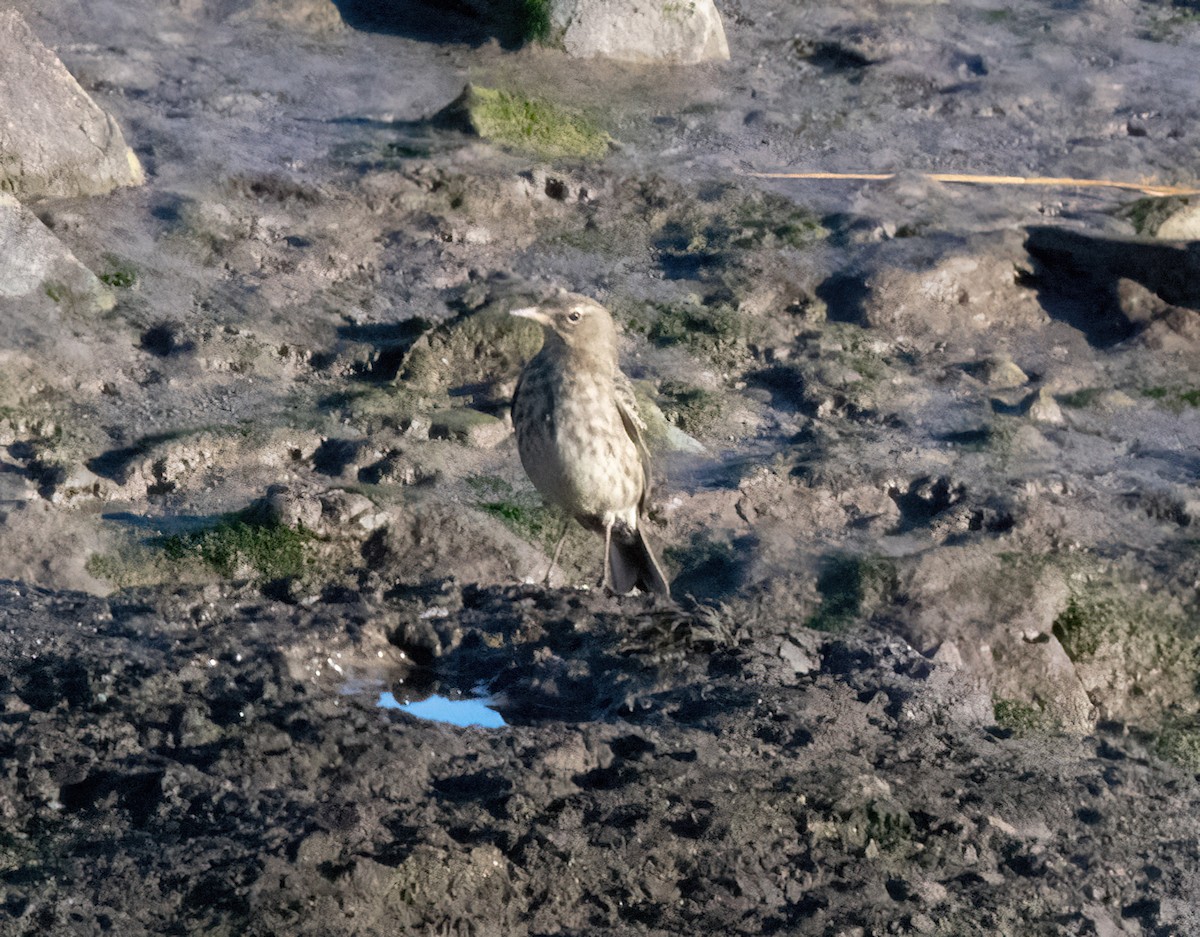 Rock Pipit - ML646826262