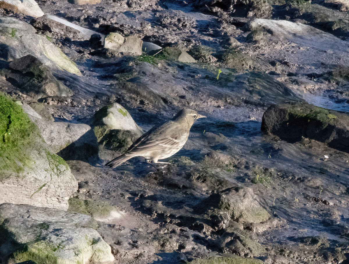 Rock Pipit - ML646826263