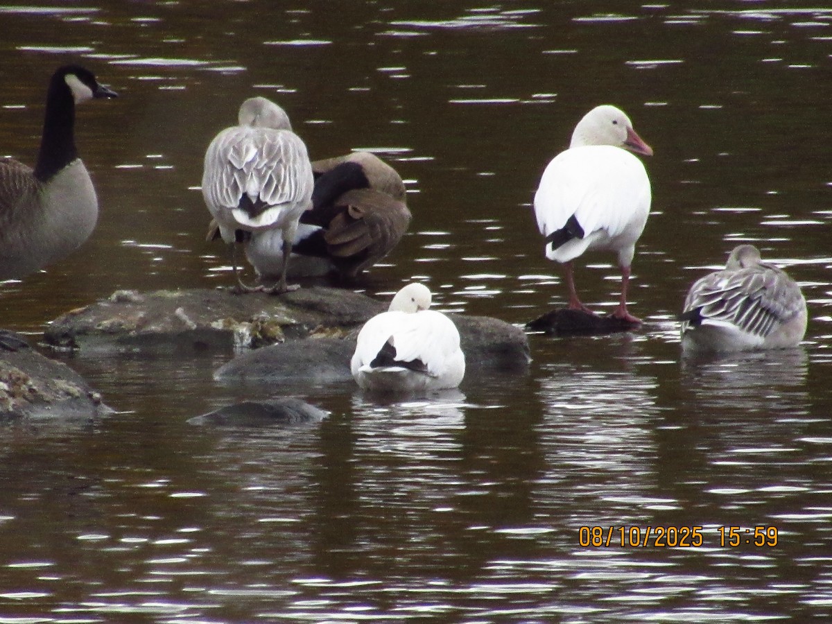 Snow Goose - ML646826265