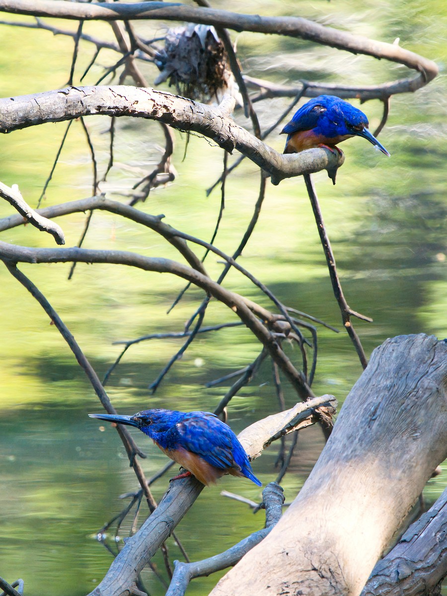 Martín Pescador Azur - ML646826266