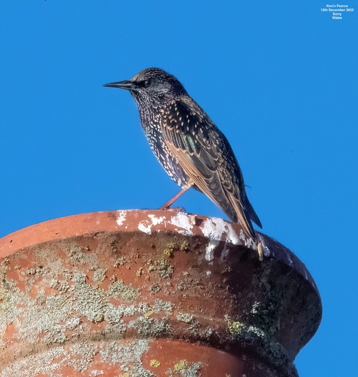 Шпак звичайний - ML646826267