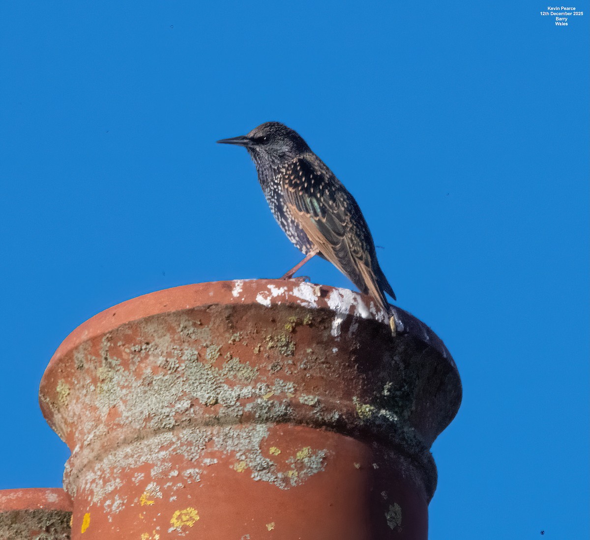 European Starling - ML646826268