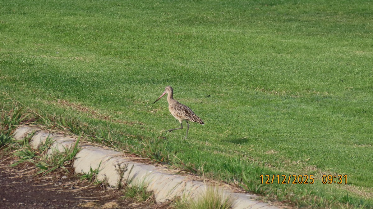 Kuliska kanelakara - ML646826271