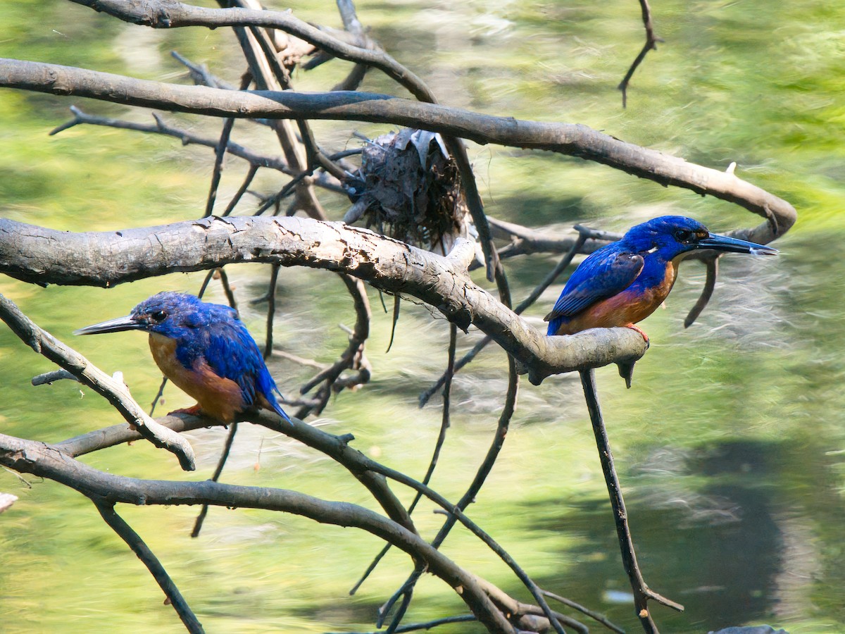 Martín Pescador Azur - ML646826272